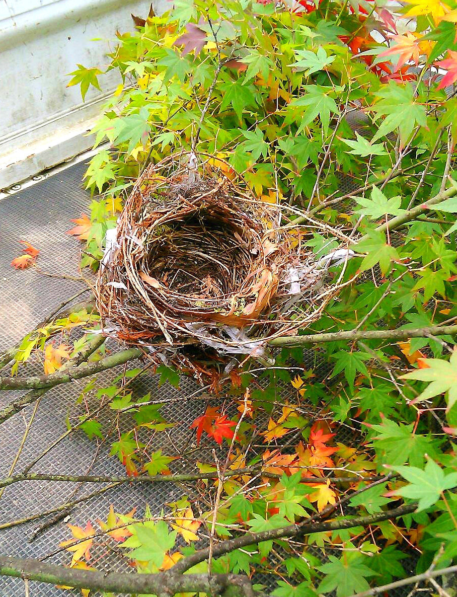 紅葉のもみじと鳥の巣 | イシン株式会社